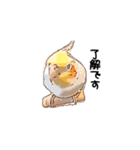 オカメインコのムーンとノン（個別スタンプ：4）