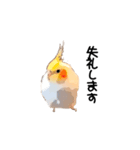 オカメインコのムーンとノン（個別スタンプ：5）