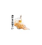 オカメインコのムーンとノン（個別スタンプ：7）