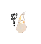オカメインコのムーンとノン（個別スタンプ：11）