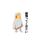 オカメインコのムーンとノン（個別スタンプ：13）