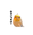 オカメインコのムーンとノン（個別スタンプ：19）