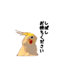 オカメインコのムーンとノン（個別スタンプ：23）