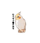 オカメインコのムーンとノン（個別スタンプ：24）