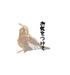 オカメインコのムーンとノン（個別スタンプ：26）