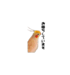 オカメインコのムーンとノン（個別スタンプ：27）