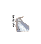 オカメインコのムーンとノン（個別スタンプ：31）