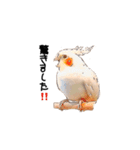 オカメインコのムーンとノン（個別スタンプ：34）