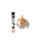 オカメインコのムーンとノン（個別スタンプ：35）