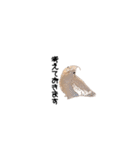 オカメインコのムーンとノン（個別スタンプ：38）