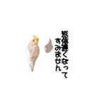 オカメインコのムーンとノン（個別スタンプ：39）