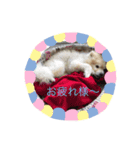 ムクムクのムクスタンプ（個別スタンプ：5）