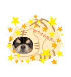 2匹のチワワ（個別スタンプ：2）