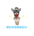 チワワのフランすたんぷ（個別スタンプ：6）