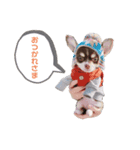 チワワのフランすたんぷ（個別スタンプ：7）