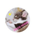 チワワのフランすたんぷ（個別スタンプ：8）