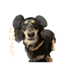 ダックスフンド 大豆（個別スタンプ：1）