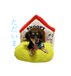 ダックスフンド 大豆（個別スタンプ：6）