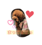 今日もしょぴースタンプ（個別スタンプ：5）