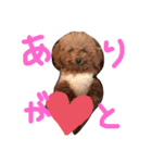 今日もしょぴースタンプ（個別スタンプ：7）