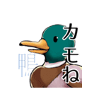 適当で陽気なカモ（個別スタンプ：11）