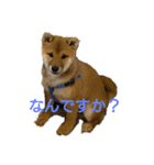 豆柴ぽんの日常（個別スタンプ：2）