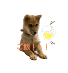 豆柴ぽんの日常（個別スタンプ：5）