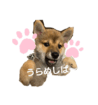 豆柴ぽんの日常（個別スタンプ：6）