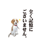 ビーグルと一緒！（個別スタンプ：2）