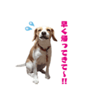 ビーグルと一緒！（個別スタンプ：3）
