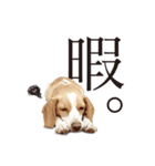 ビーグルと一緒！（個別スタンプ：4）