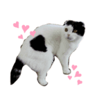 猫味（個別スタンプ：1）