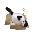 猫味（個別スタンプ：2）