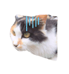 猫味（個別スタンプ：3）