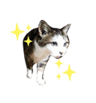 猫味（個別スタンプ：5）