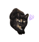 猫味（個別スタンプ：7）