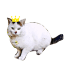 猫味（個別スタンプ：8）