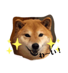 柴犬こころスタンプ♩（個別スタンプ：1）