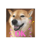 柴犬こころスタンプ♩（個別スタンプ：2）