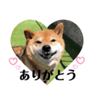 柴犬こころスタンプ♩（個別スタンプ：3）