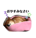 柴犬こころスタンプ♩（個別スタンプ：4）