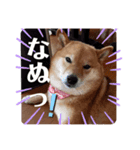 柴犬こころスタンプ♩（個別スタンプ：5）