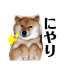 柴犬こころスタンプ♩（個別スタンプ：6）