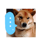 柴犬こころスタンプ♩（個別スタンプ：7）