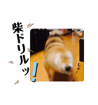柴犬こころスタンプ♩（個別スタンプ：8）