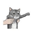 余分な長い猫（個別スタンプ：10）