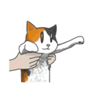 余分な長い猫（個別スタンプ：19）