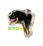 まめすけすたんぷ2（個別スタンプ：3）