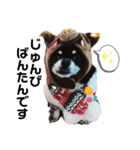 日常で使えるねねちゃん。（個別スタンプ：4）