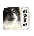 日常で使えるねねちゃん。（個別スタンプ：5）